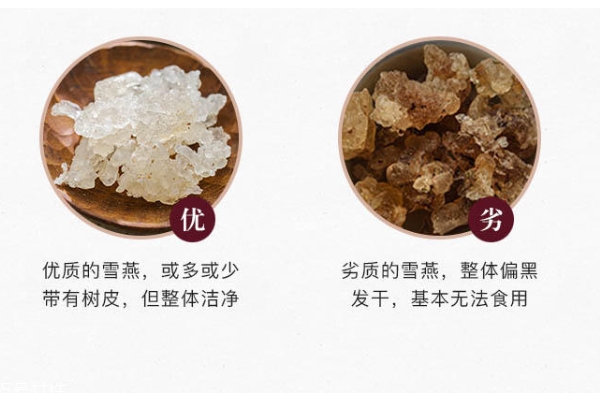 雪燕氣味發酸嗎 干聞是自然酸味