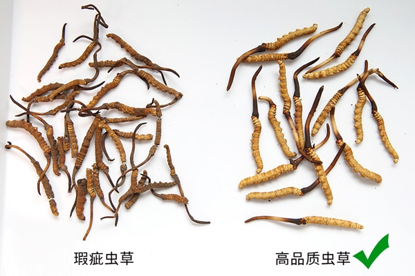 冬蟲夏草產地哪里最好 中國最有名3大產區pk