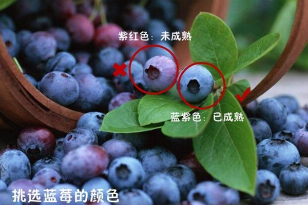 藍莓硬的好還是軟的好 優質藍莓很結實