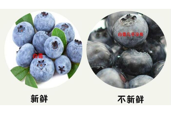藍莓硬的好還是軟的好 優質藍莓很結實