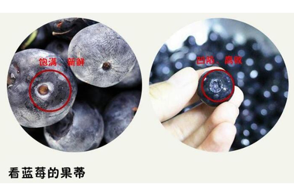 藍莓硬的好還是軟的好 優質藍莓很結實