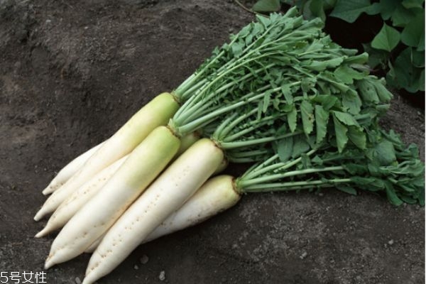 冬季應該多吃四種營養根菜對身體好