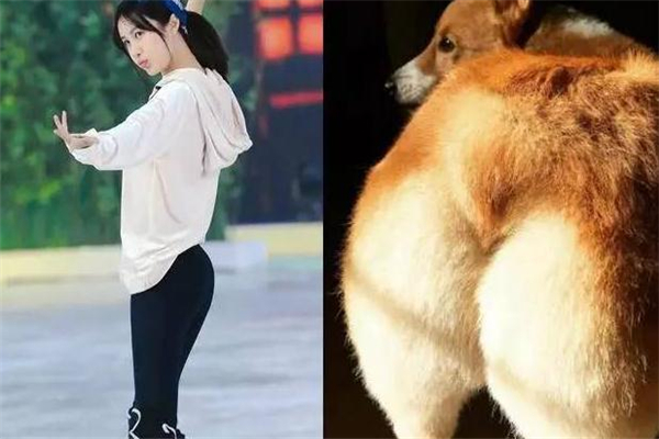 柯基臀跟蝴蝶臀有什么區別 區別是這些