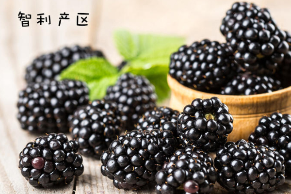 黑莓水果產自什么地方 全球4大產地pk