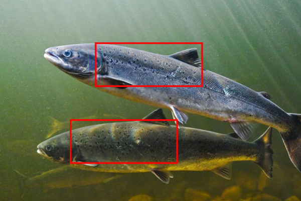 三文魚野生和人工怎么區分 野生三文魚圖片