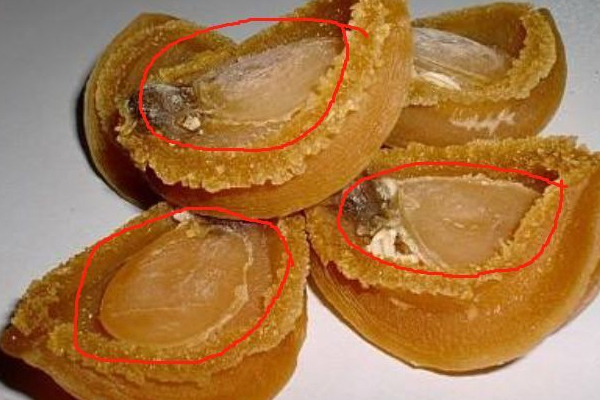鮑魚與石鱉的區別 鮑魚與石鱉對比圖