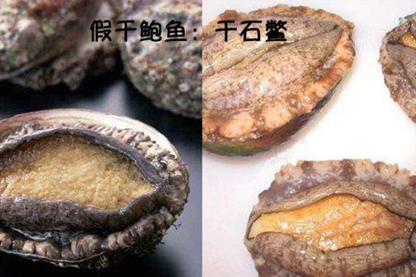 鮑魚與石鱉的區別 鮑魚與石鱉對比圖
