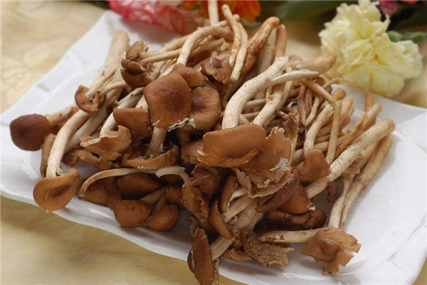 茶樹菇為什么發苦 有這些原因