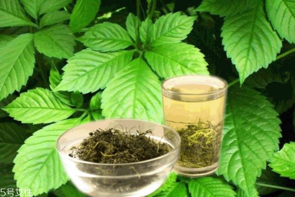 絞股藍泡水苦怎么辦 絞股藍茶嘗味可區分好壞