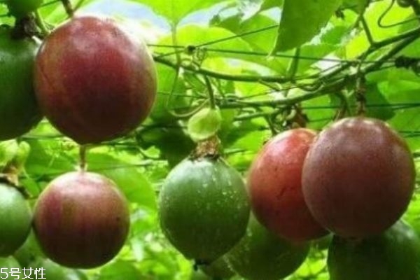 百香果加蜂蜜的功效和作用 可以美容養顏