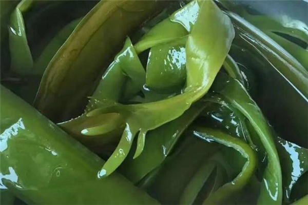海白菜和海帶的區別 這樣來區分
