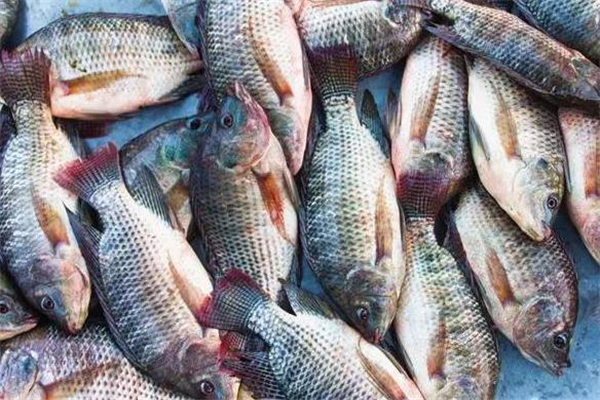 羅非魚多少錢一斤 和地區有關