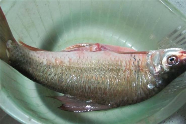 吃鯪魚會發胖嗎 鯪魚的熱量
