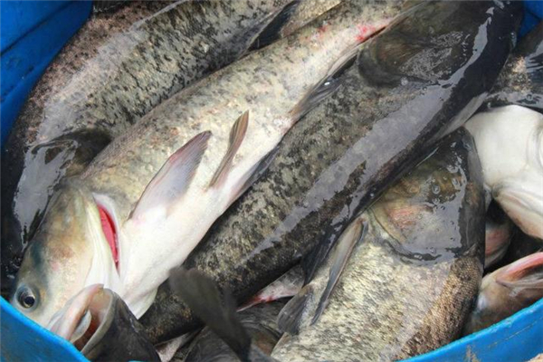 鳙魚是什么魚 營養美味食材