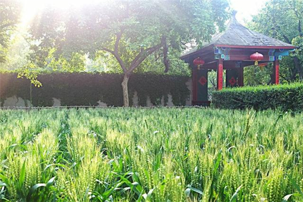 小滿有什么民俗活動 小滿節氣的民俗