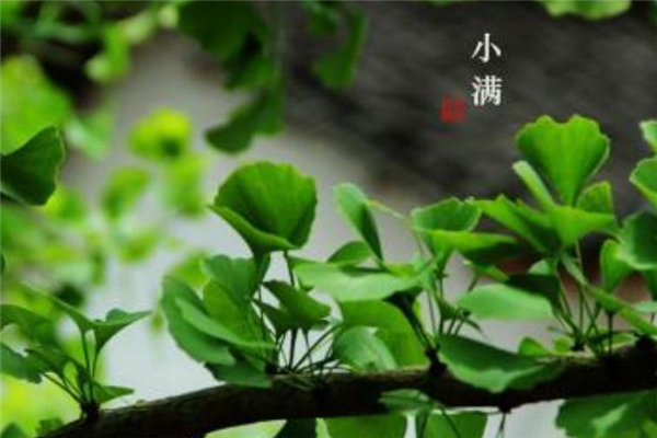 小滿節氣怎么發朋友圈 2019小滿祝福語大全
