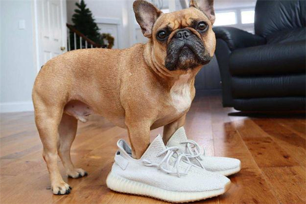 抽到yeezy什么時候去排隊 抽中yeezy可以不領嗎