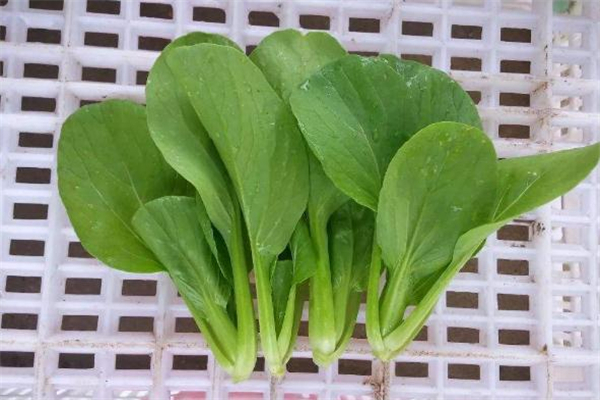 雞毛菜是什么季節的菜 雞毛菜是什么季節吃的