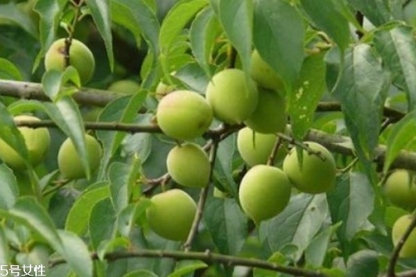 梅子有什么營養(yǎng)價(jià)值呢 如何自己做梅子酒呢