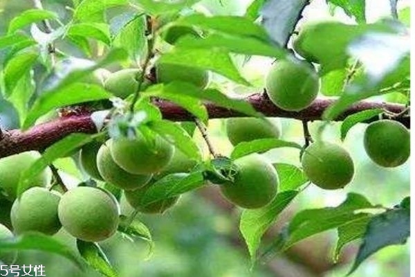 梅子有什么營養價值呢 如何自己做梅子酒呢