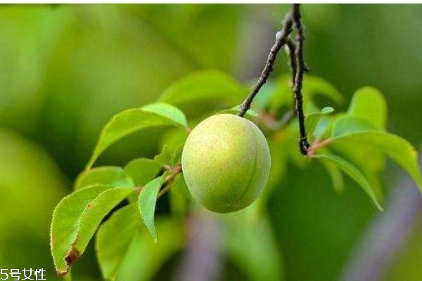 梅子有什么營養(yǎng)價(jià)值呢 如何自己做梅子酒呢