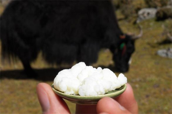 雪蓮菌什么人不適合吃 經期可以吃雪蓮菌嗎