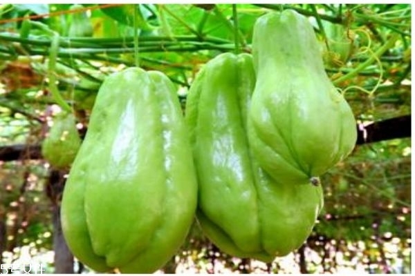 佛手瓜一般成熟在幾月呢 佛手瓜一般生長在什么環境里呢