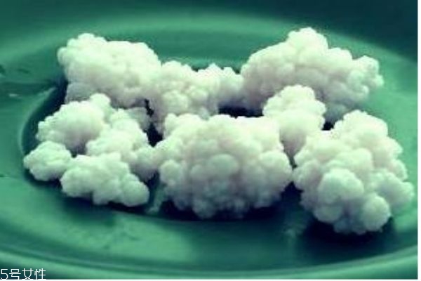 雪蓮菌可以怎么養殖呢 雪蓮菌怎么吃呢