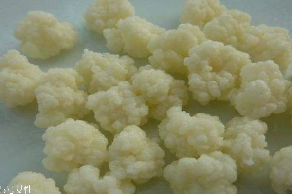 雪蓮菌可以怎么養殖呢 雪蓮菌怎么吃呢
