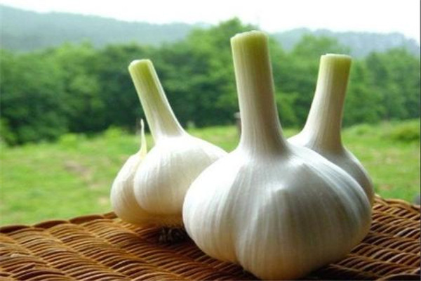 生吃大蒜對(duì)腎有什么好處 生吃大蒜不宜過(guò)量