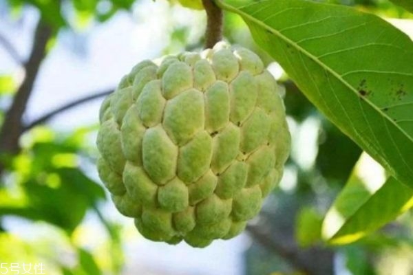 釋迦果有什么營養價值呢 吃釋迦果有什么好處呢