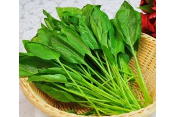 菠菜生長(zhǎng)在什么環(huán)境中呢 菠菜多少錢(qián)一斤呢