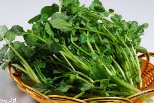 西洋菜生長在什么環境里呢 西洋菜分布在哪里呢