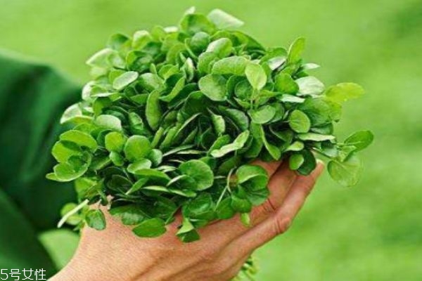 西洋菜生長在什么環境里呢 西洋菜分布在哪里呢