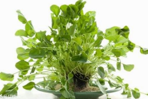 西洋菜生長在什么環境里呢 西洋菜分布在哪里呢