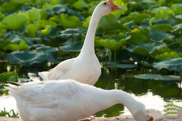 動物內臟吃多了會怎么樣 動物內臟什么人不能吃