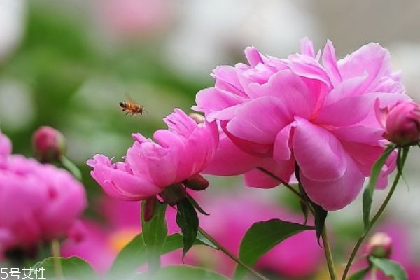 芍藥有什么作用呢 芍藥的生長環境是怎么樣的呢