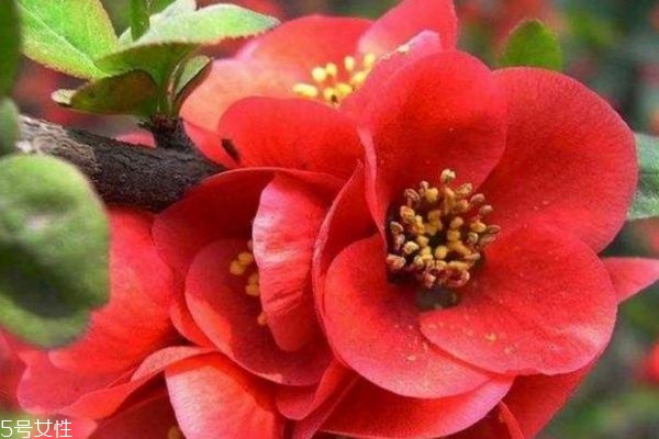 海棠花有什么寓意呢 海棠花的市場價(jià)格是怎么樣的呢
