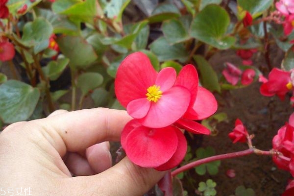 海棠花有什么寓意呢 海棠花的市場價(jià)格是怎么樣的呢