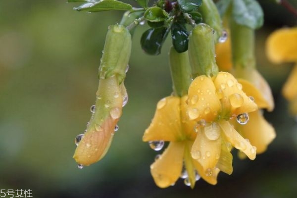 金雀花的花語是什么呢 金雀花應該怎么養殖呢