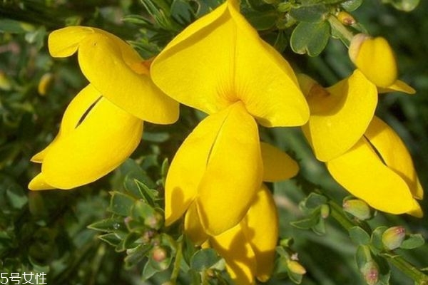 金雀花的花語是什么呢 金雀花應該怎么養殖呢