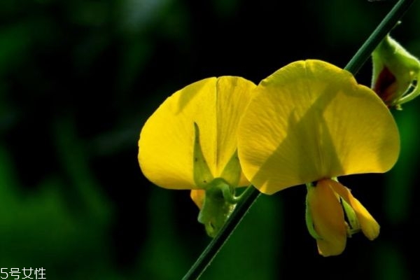 金雀花的花語是什么呢 金雀花應該怎么養殖呢