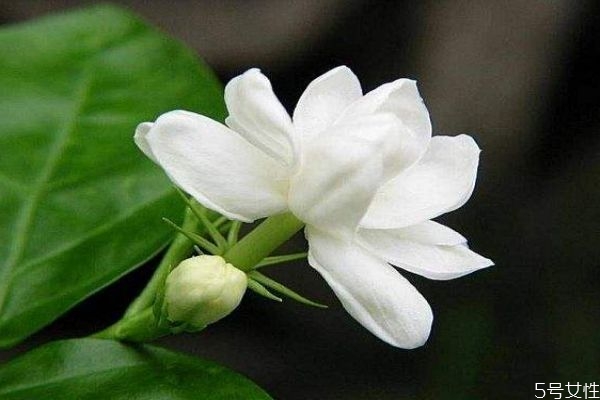 茉莉花的花語是什么呢 茉莉花生長在什么環境里呢