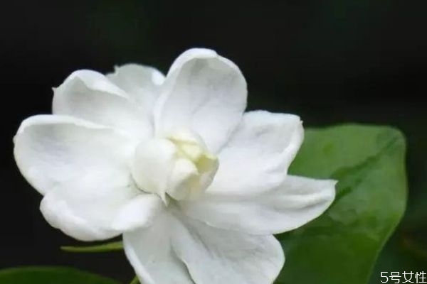 茉莉花的花語是什么呢 茉莉花生長在什么環境里呢