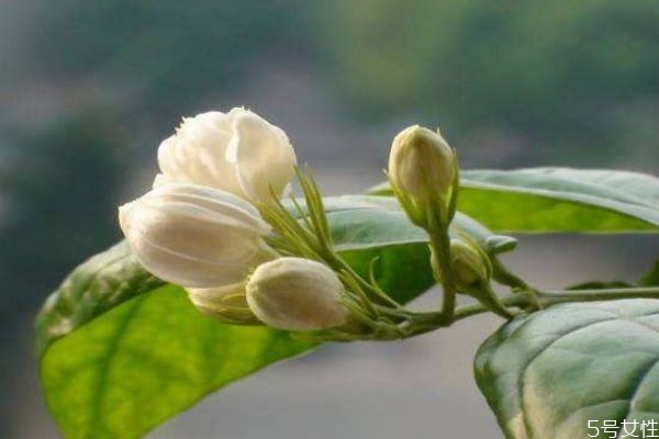 茉莉花的花語是什么呢 茉莉花生長在什么環境里呢