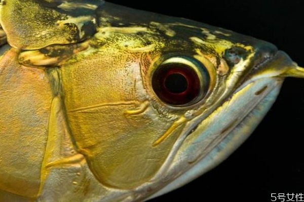 魚眼睛有什么營養價值呢 吃魚眼睛對人眼有好處嗎