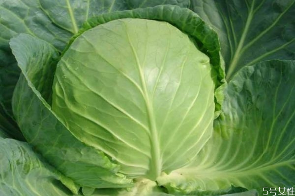 什么是大頭菜呢 大頭菜的生長環境是怎么樣的呢