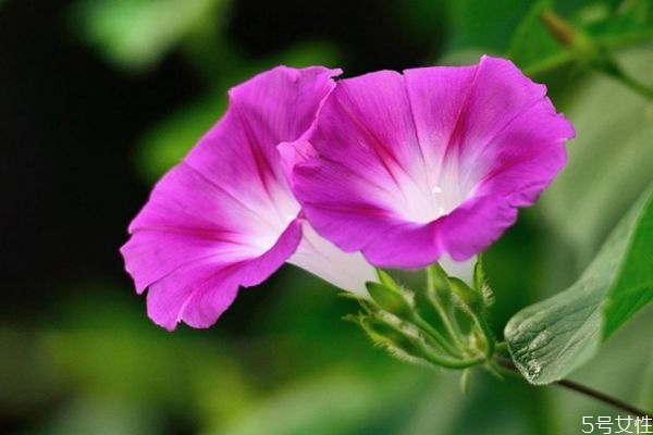牽牛花的花語是什么呢 牽牛花的種植要注意什么呢