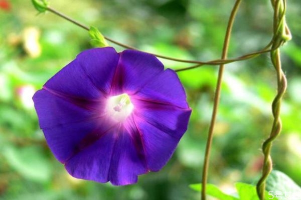 牽牛花的花語是什么呢 牽牛花的種植要注意什么呢