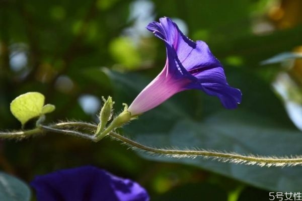 牽牛花的花語是什么呢 牽牛花的種植要注意什么呢